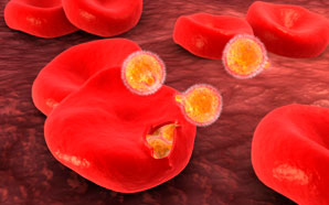 Imaging malaria’s pathway into human blood cells