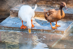 Genes reveal the secrets of duck breeding