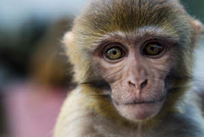 Dopamine neurons help the brain ignore befuddling stimuli