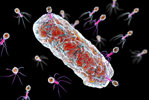 The rich diversity of viruses in your gut bacteria