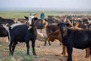 Early farmers picked goats for their pelts