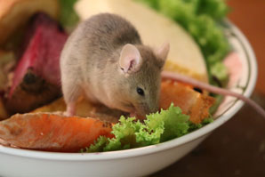 Secrets of satiation