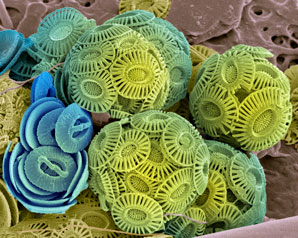 Efficient algae behind mass extinction