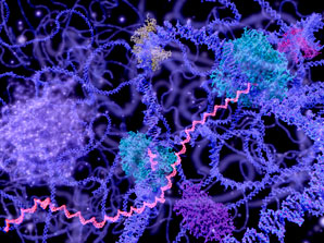 Catching gene transcription in the act