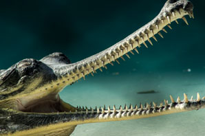 Mock croc relocated on reptile family tree