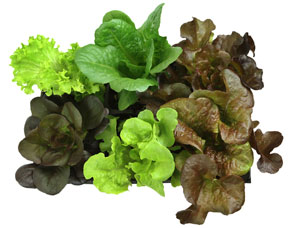 The many shades of lettuce