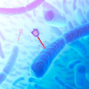 Virus that infects gut bugs grown in the lab