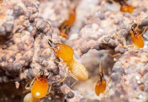 Termite mounds mitigate methane