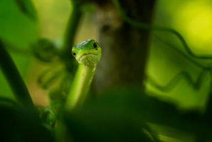 Ancient baby snake trapped in amber tomb