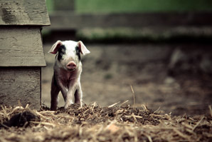 Microbial medicine prevents diarrhoea in young swine