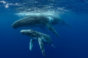 Revolutionary whales change their tune