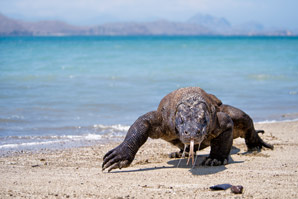No place like home for Komodo dragons