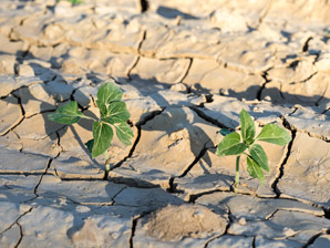 Engineering drought-resistant crops