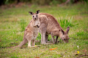 Kangaroos got long in the tooth