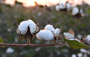 Spinning better fibres from cotton genomes