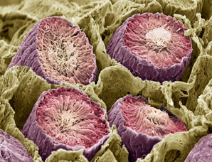 Resource competition drives stem cell fate