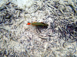 Heat waves threaten the life aquatic