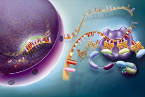 Slower proteins, longer life