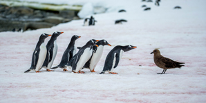 Safest to be a seabird at the South Pole