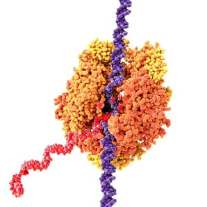 How an enzyme complex gets around chromosomal barriers