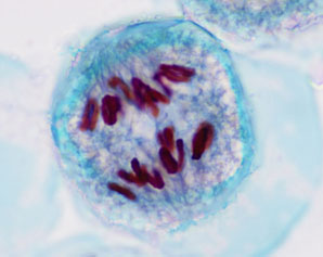 Using sex to fight cancer