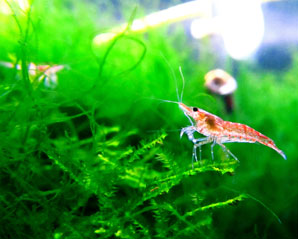 Temperature differences give rise to new marine species