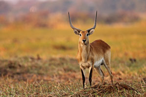 Genomes reveal evolution of ruminants