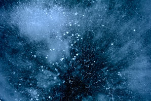 Salt-loving symbionts of Antarctica