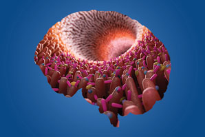 Prebiotics improve brain health 