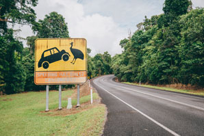 Worldwide wildlife woes