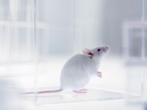 Senses arise in the brain before birth