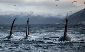 Whales stay fitter among family