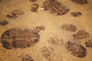 Trilobites highlight evolutionary triumphs