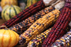 A maize of genomes