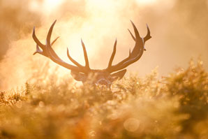 No more ruminating over antler origins