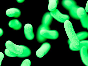 Bacterial factories for living materials