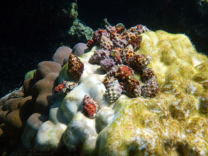 Algae help sea snails toughen up against acidification