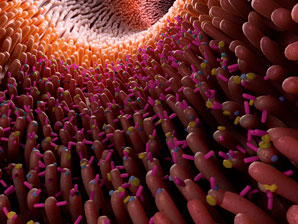 Microbial memory in the gut