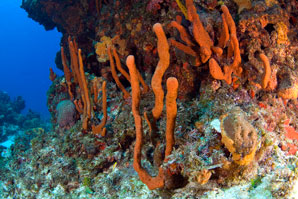 A new ancestor for animal life?