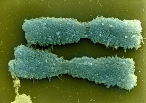 A peek into centromere structure