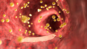 Gut microbes reduce levels of allergy-inducing antibody