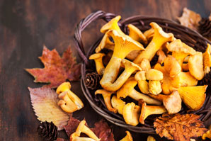 Fungi with a penchant for gold
