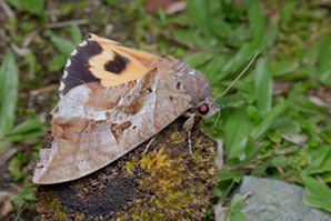 Moth’s nanomirrors reflect night light to attract mates