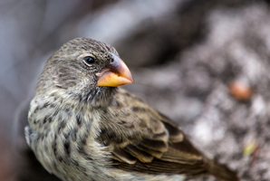 Parasite causes finches to sing a different tune