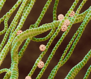 More cyanobacteria could be lurking within marine hosts
