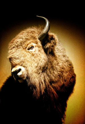 Males dominate the ancient animal archives