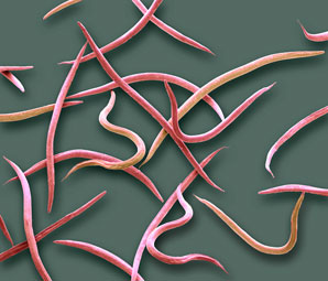 Using bacteria to get to the core of parasite infection