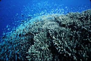Peering into the past to understand the Great Barrier Reef’s future