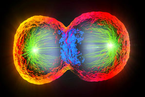 Tension sensor needed for proper chromosome partitioning