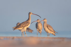 Waterfowl and shorebird viruses have diverse tastes